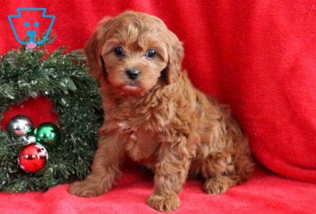 Kara Cavapoo image