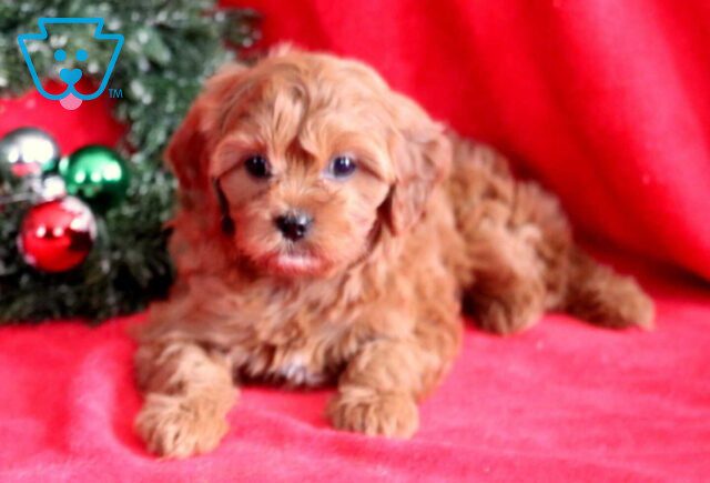 Kara Cavapoo2 image