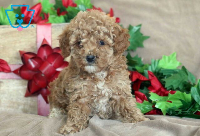 Kenny Mini Poodl image