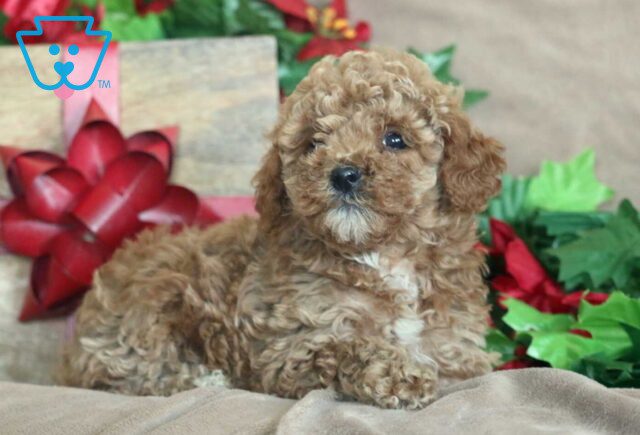 Kenny Mini Poodl2 image