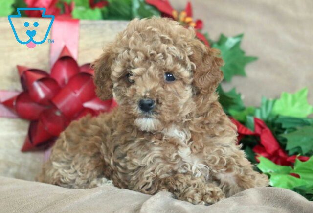 Kenny Mini Poodl3 image