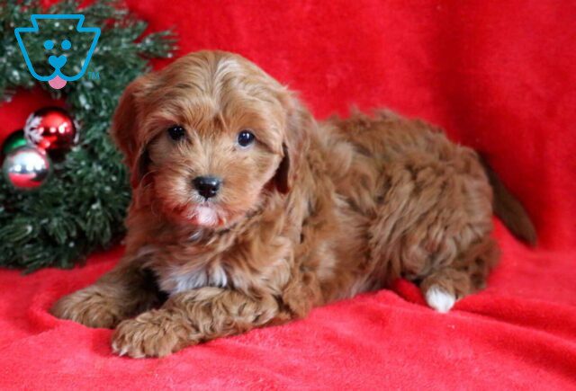 Kenya Cavapoo image