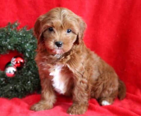 Kenya Cavapoo2