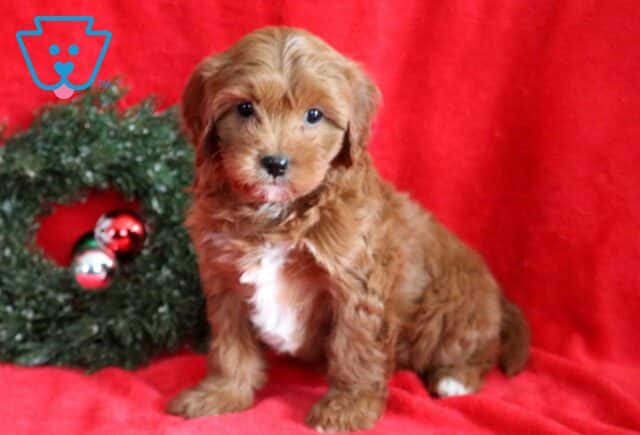 Kenya Cavapoo2 image