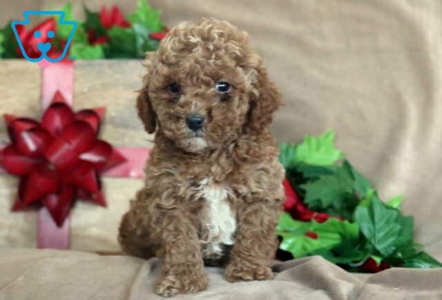 Kibble Mini Poodle image
