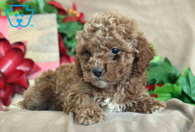 Kibble Mini Poodle2 image