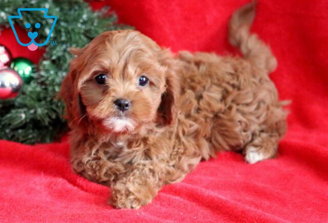 Kiki Cavapoo image