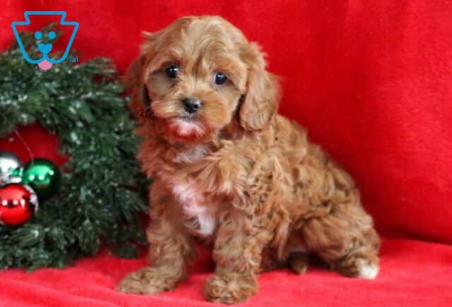 Kiki Cavapoo2 image