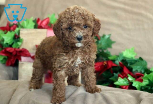 King Mini Poodle2 image