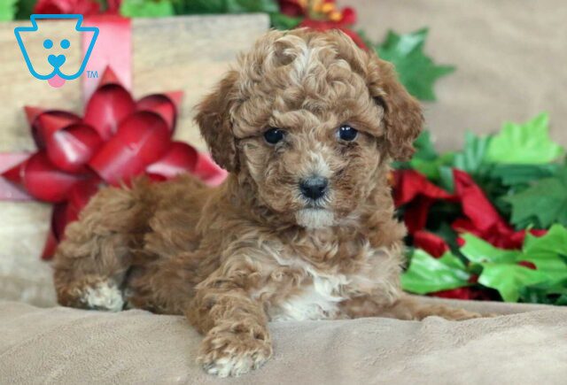 Kitty Mini Poodle image