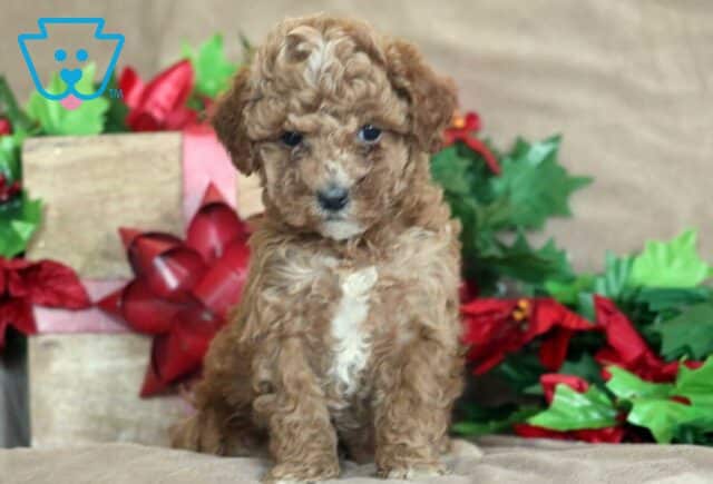 Kitty Mini Poodle1 image
