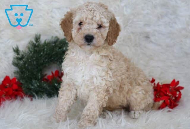 LJ Mini Goldendoodle image
