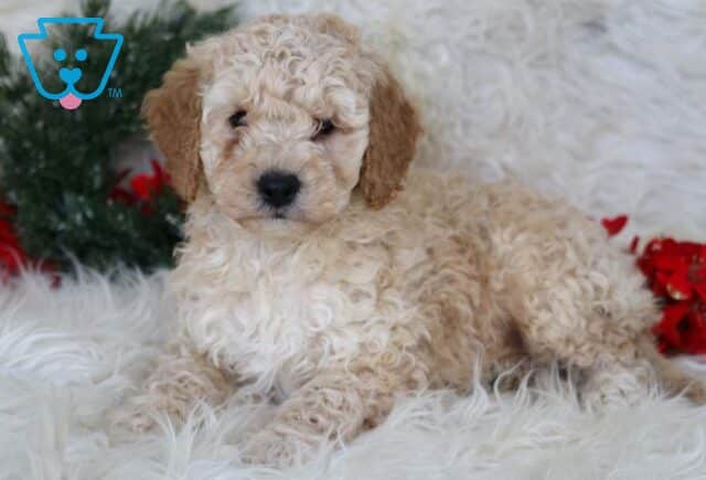 LJ Mini Goldendoodle2 image