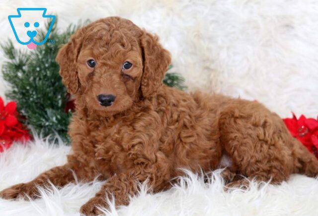 Lacey Mini Goldendoodle image
