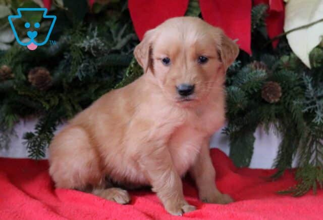Lacy Golden image