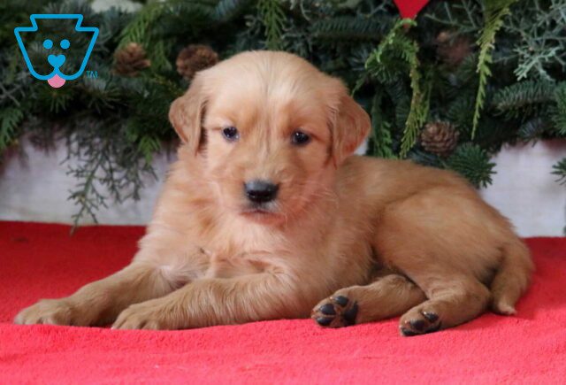 Lacy Golden2 image