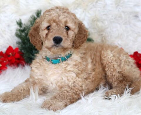 Lance Mini Goldendoodle