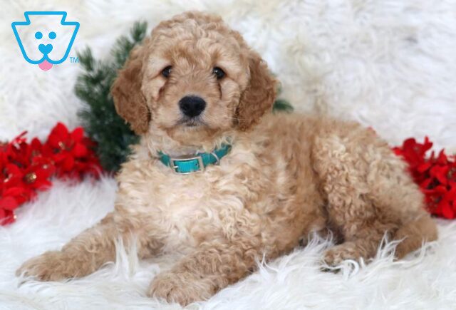 Lance Mini Goldendoodle image