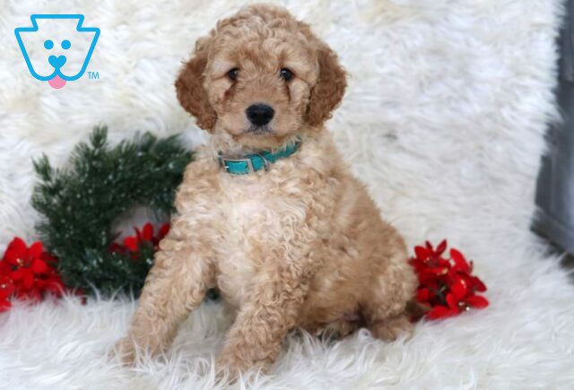 Lance Mini Goldendoodle2 image