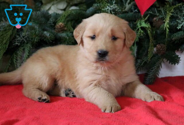 Layla Golden2 image