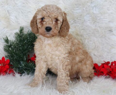Lex Mini Goldendoodle