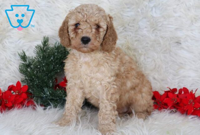 Lex Mini Goldendoodle image