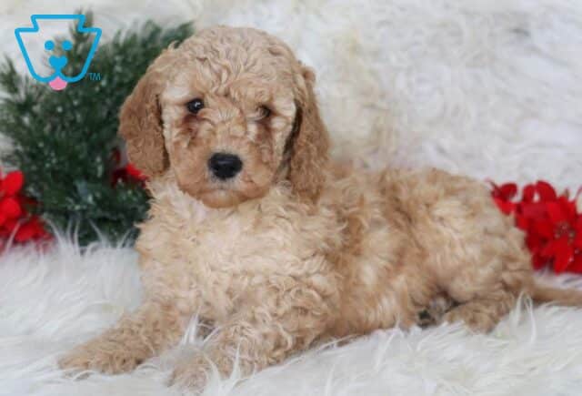 Lex Mini Goldendoodle2 image