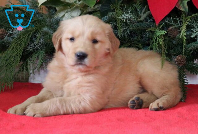 Lexi Golden2 image