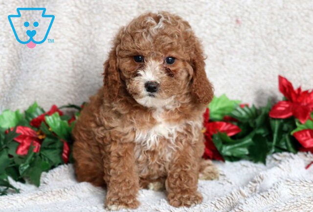 Libby Mini Poodle image