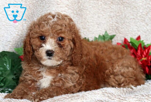 Libby Mini Poodle2 image
