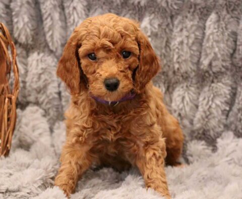 Lilly Mini Goldendoodle