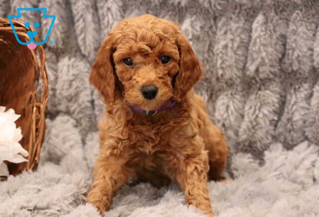 Lilly Mini Goldendoodle image