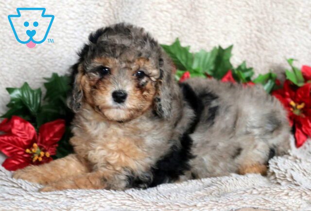 Lilly Mini Poodle image