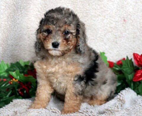Lilly Mini Poodle2