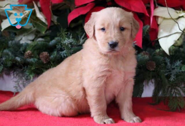 Loki Golden image