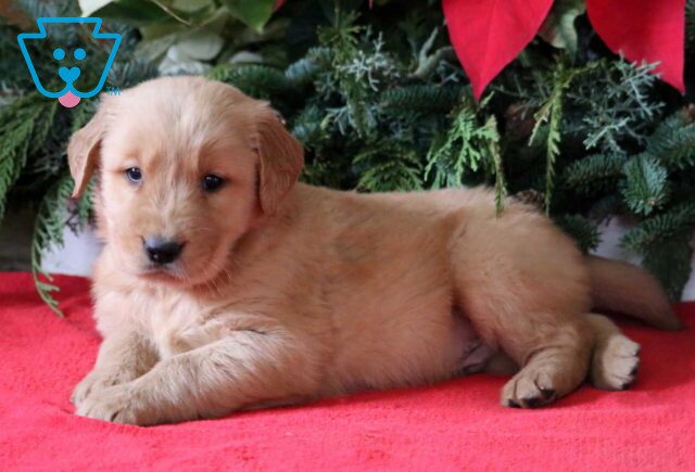 Loki Golden2 image