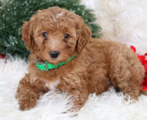 Lollipop Mini Goldendoodle