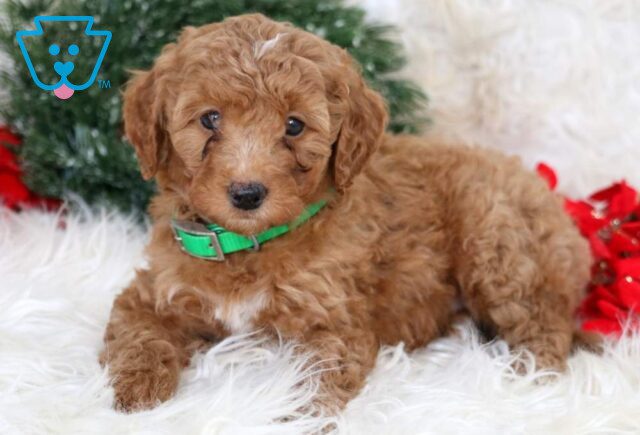 Lollipop Mini Goldendoodle image