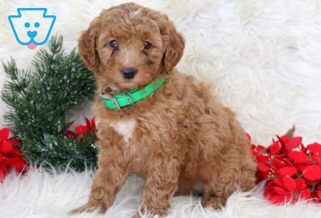 Lollipop Mini Goldendoodle2 image