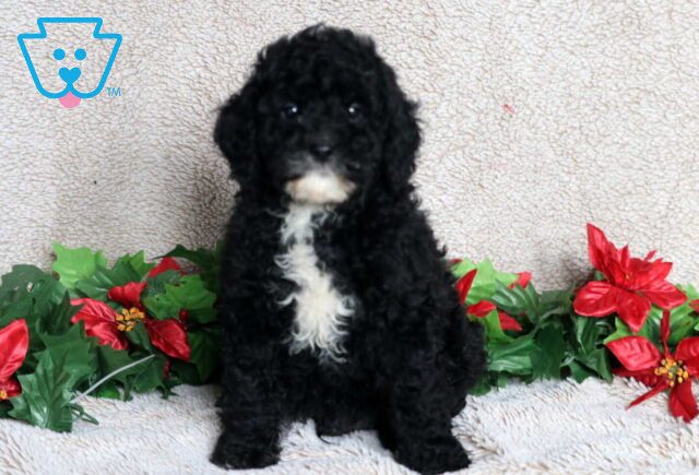Louie Mini Poodle image