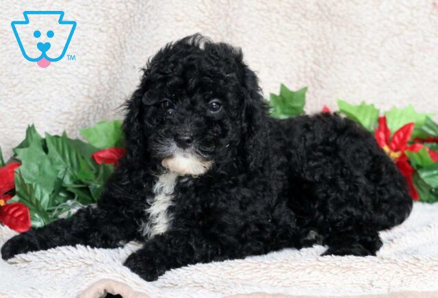 Louie Mini Poodle2 image