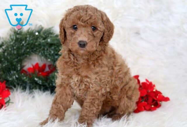 Lovey Mini Goldendoodle image