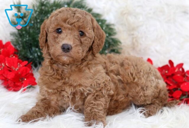 Lovey Mini Goldendoodle2 image