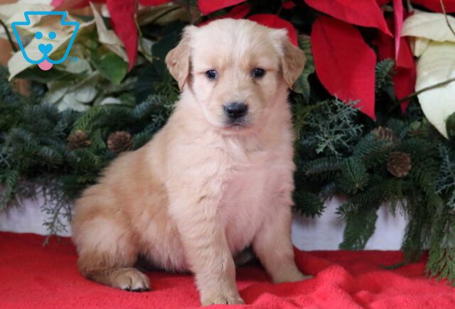 Loyal Golden image