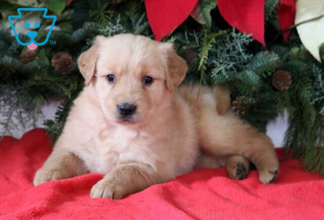 Loyal Golden2 image