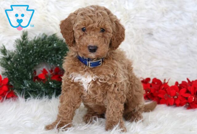 Luke Mini Goldendoodle image