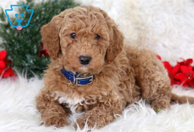 Luke Mini Goldendoodle2 image