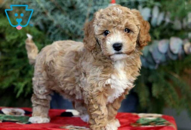 Luna Bichpoo image