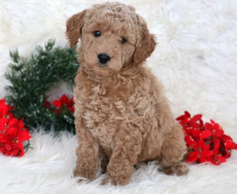 Lyla Mini Goldendoodle