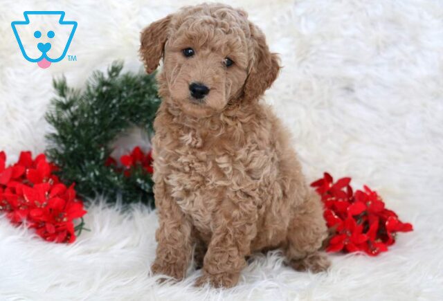 Lyla Mini Goldendoodle image